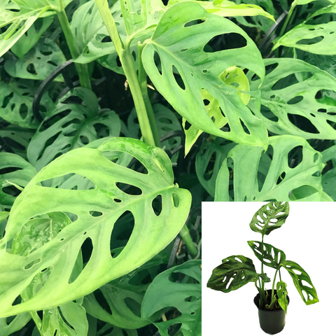 10 Cuttings Swiss Cheese Split Leaf Money Mask Philodendron Monstera vin  NotRoot