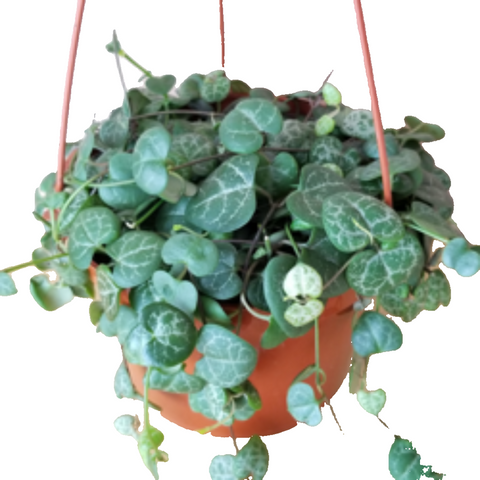 rosary hanging plant String Of Hearts Plant Ceropegia Woodii Rosary 1 Gallon Hanging Vine Succulent Live Plant Ht7