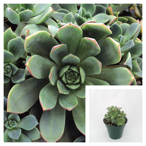 Best sale – NNplant