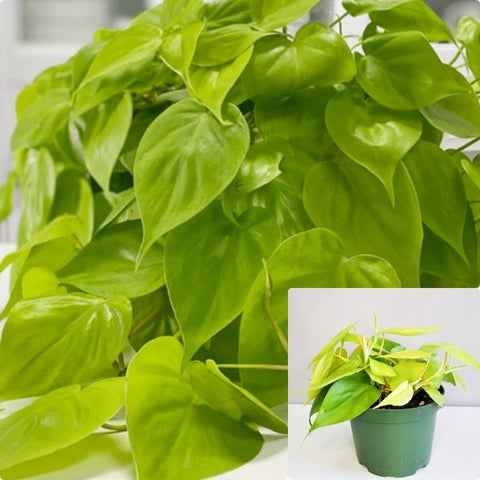 philodendron hederaceum 'lemon lime Philodendron hederaceum Brasil Lemon lime Stripe vine 4 inches pot Liv – NNplant