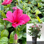 Hibiscus Lipstick 5 Gallon Sinensis Lipstick Plant Pink Live Plant Fr7