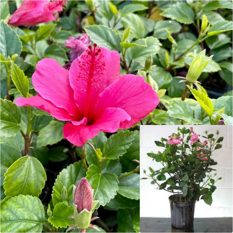 Hibiscus Lipstick 5 Gallon Sinensis Lipstick Plant Pink Live Plant Fr7