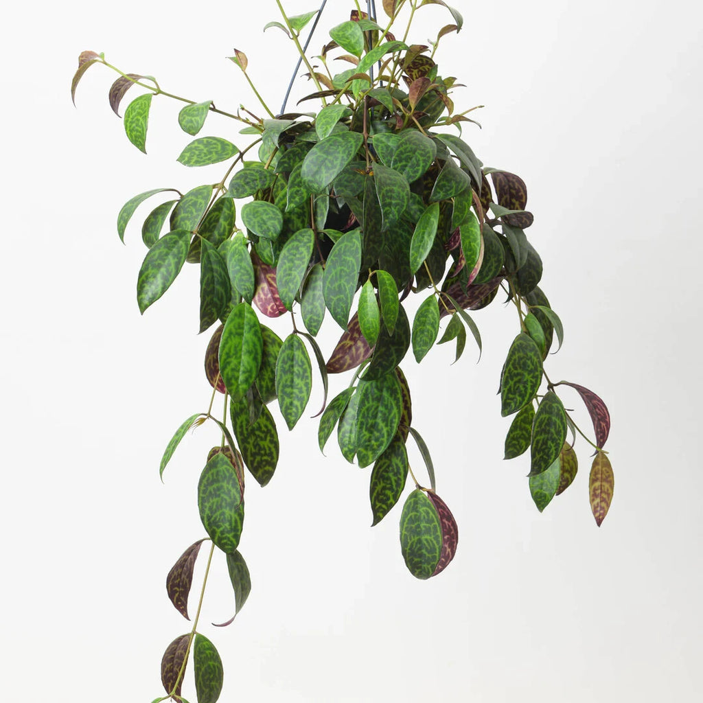 vine plants hanging Aeschynanthus Marmoratus 6 inches plant Hanging Zebra Basket Vine Live – NNplant