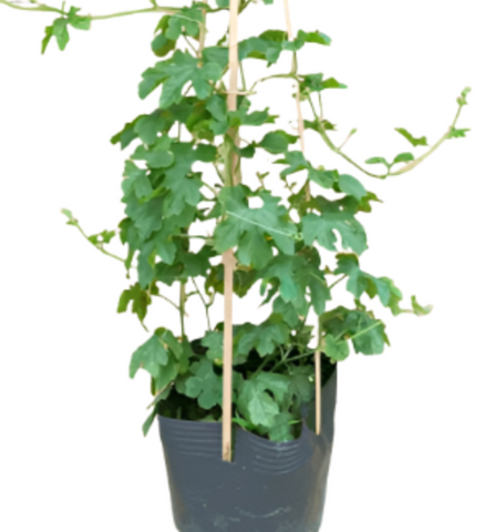 bitter melon plant in pot Bitter Gourd Hybrid China Vietnamese asian Pearl 4" pot Melon apple ve –  NNplant