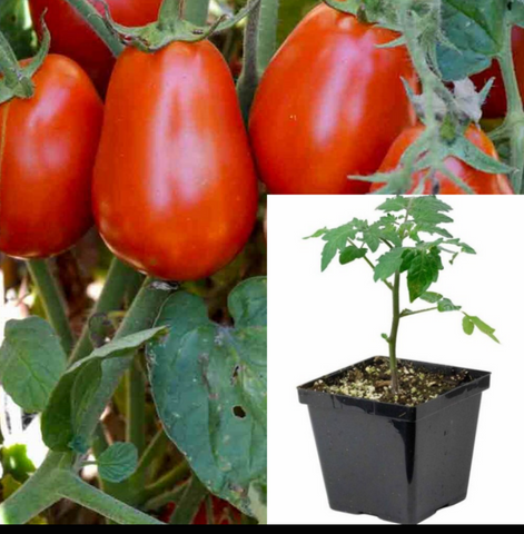 Tomato Roma Plant 4 inches Pot Solanum Lycopersicum Roma live plant Ve –  NNplant