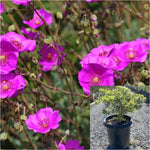 Calandrina Grandiflora Jazz Time 5 Gallon Plant Rock Purslane Pink Calandrinia Spectabilis Ground Cover Live Plant Gr7