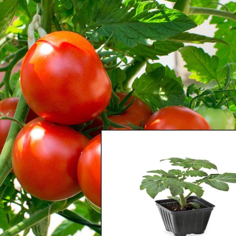 can you plant beefsteak tomatoes in a pot Tomato Beefsteak Plant 4 inches pot Pot Heirloom Live Plant Solanum Ly – NNplant