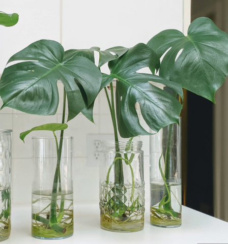 where to cut split leaf philodendron 3 cutting Philodendron Split Leaf Monstera Deliciosa TREE Live Plant –  NNplant