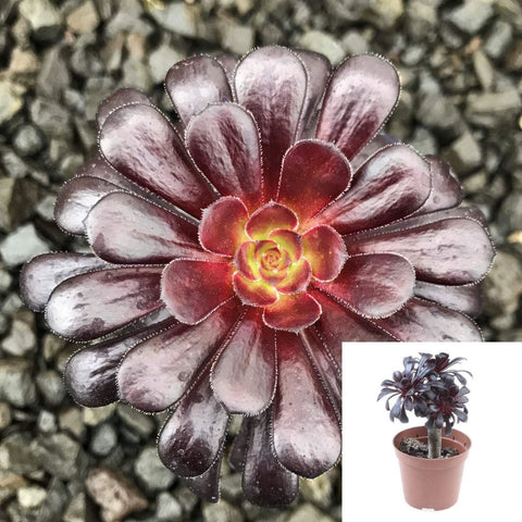 Black Rose tree Aeonium arboreum Aeonium Zwartkop succulent live plant –  NNplant