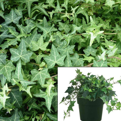 Ivy Needlepoint 1 Gallon Ht7 Pot Birds Foot Ivy Plant Hedera Helix Vine Ht7