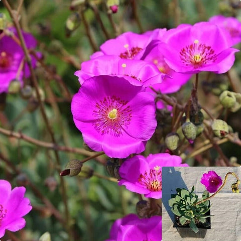 calandrinia succulent Calandrina Jazz Time 4 inches Calandrinia Spectabillis Pink succulent Live  Plant