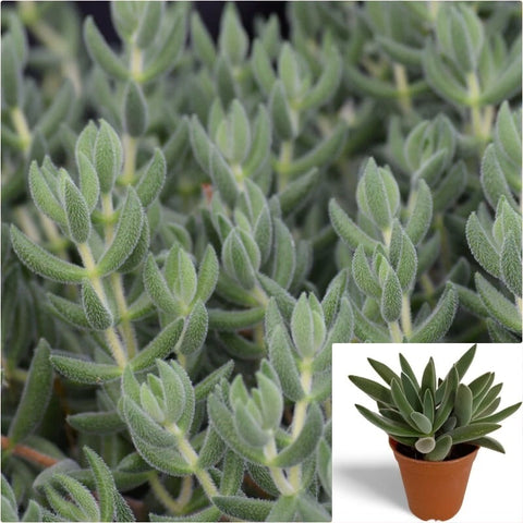 pig ear succulent 20 Cuttings Crassula mesembryanthoides Crassula Moon Glow Plant Pig Ea – NNplant
