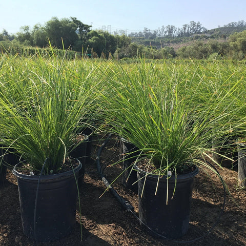 Mat Rush Lomandra 1 Gallon Longifolia Nyalla Grass Ennial Live Plant H ...