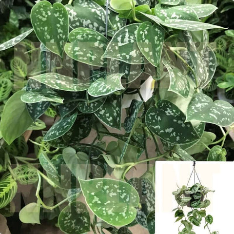 philodendron vs scindapsus Pothos Satin 6 inches pot silver silk philodendron Scindapsus pictus l – NNplant