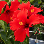 Hibiscus Santana Patio 5 Gallon Plant Rosa Sinensis Hawaiian Red Outdoor Flower Live Plant Fr7