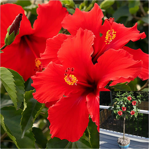 Hibiscus Santana Patio 5 Gallon Plant Rosa Sinensis Hawaiian Red Outdoor Flower Live Plant Fr7