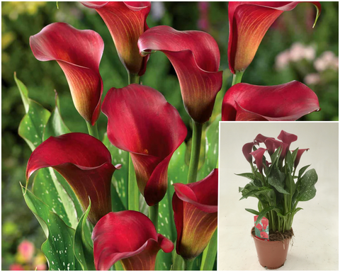 Zantedeschia Royal Valenti 1 Gallon Plant Zantedeshia Calla Lilies Palnt Flower Live Plant Gr7