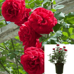 Rosa Cl Don Juan 5Gallon Red Rose Plant Large Flowered Climbing Rose Rose Plant Rosa Climber Don Juan Rose Plant Ourdoor Gr7