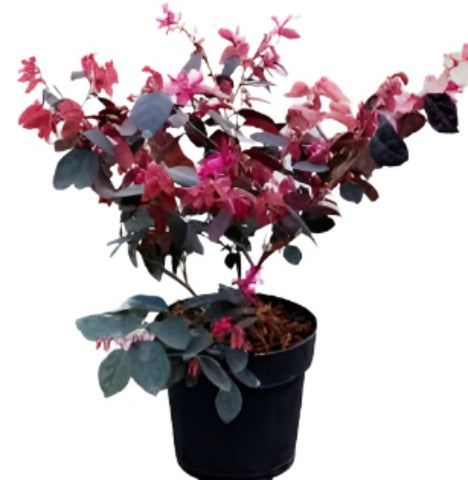 Loropetalum Daybreak 5Gallon Pink Daybreaks Flame Fringe Flower Live Plant Fr7