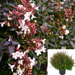 Abelia Prostrata 5Gallon Plant Prostrate Glossy Abelia White Plant Linnaea Grandiflora Prostrata Plant Outdoor Shrub Liv