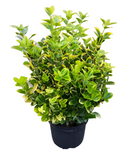 Euonymus Japanese Silver Queen Standard Tree 5 Gallon Plant Evergreen Palnt Shrub Live Plant Mr7