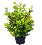 Euonymus Japanese Silver Queen Standard Tree 5Gallon Plant Evergreen Euonymus Palnt Shrub Live Plant Mr7