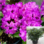 Rhododendron Florence Parks 2 Gallon Plant Rhododendron Flower Live Plant Gr7