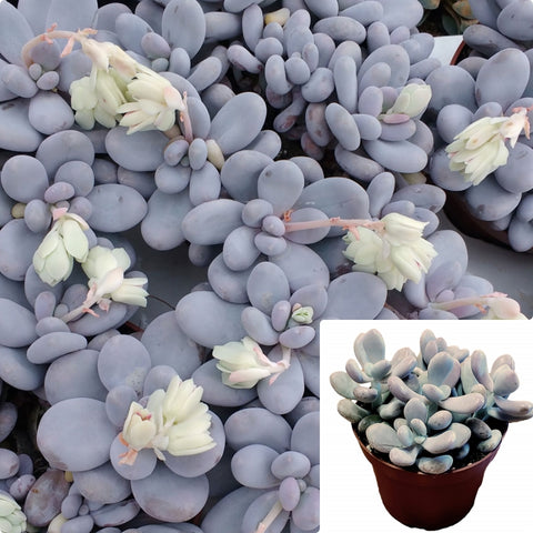 Pachyphytum Oviferum Agavaceae Blue Plant 4Inches Succulent Drought Tolerant Pachyphytum Oviferum Pearly Ht7