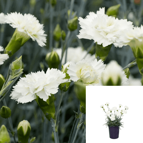 Dianthus White 1Gallon Scent First Series White Plant 1 2Ft Tall Flower Live Plant Gr7