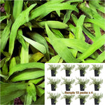 Spider Green 12Packs Of 2Inches Plant Grass Ground Cover Edge Hedge Chlorophytum Capense Ht7
