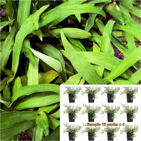 Spider Green 12Packs Of 2Inches Plant Grass Ground Cover Edge Hedge Chlorophytum Capense Ht7