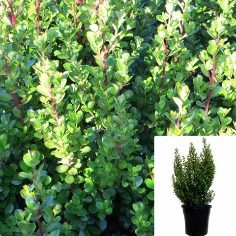 Myrsine Africana 5Gallon Myrsine Africana Cape Myrtle African Boxwood Live Plant Gr7