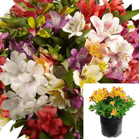 Alstroemeria Asstd 5Gallon Plant Peruvian Lily Plant Lily Of The Incas Princess Lilies Plant Parrot Beak Plant Flower Live Plant Gr7