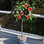Hibiscus Brilliant Patio 5 Gallon Rosa Sinensis Red Live Plant Outdoor Fr7