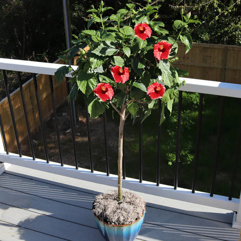 Hibiscus Brilliant Patio 5 Gallon Rosa Sinensis Red Live Plant Outdoor Fr7