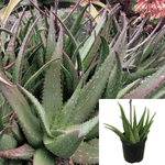 Aloe Rooikappie Plant 5 Gallon Little Red Riding Hood Live Plant Outdoor Gr7