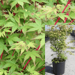 Acer Palmatum Sango Kaku 1 Gallon Plant Coral Bark Japanese Maple Tree Live Plant Gg7