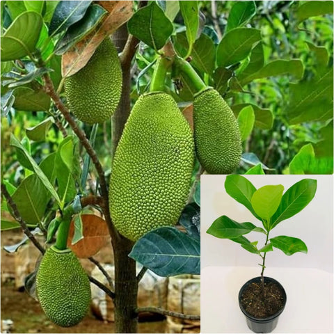 Artocarpus heterophyllus 4 Inches plant Jack fruit Plant Nangka Live Plant Ht7