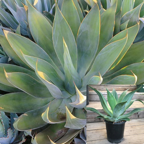 Agave Green Glow 2Gallon Agave Attenuata Succulent Live Plant Outdoor Gr7