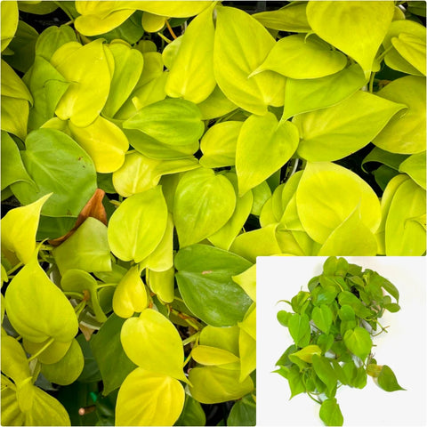 Cordatum Neon Plant Heart Leaf Philodendron Yellow 1 Gallon Ht7 Pot Live Plant Ht7 Best