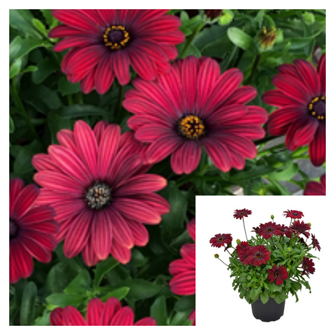 Osteospermum Serenity Red 1 Gallon Plant African Daisy Palnt Flower Live Plant Ho7