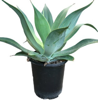 Agave Blue Flame 5Gallon Agave Attenuata Succulent Live Plant Outdoor Gr7