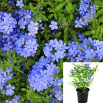 Plumbago Auriculata Dark Blue 5Gallon Plant Cape Leadwort Plant Blue Plumbago Plant Cape Plumbago Plant Flower Live Plant Gr7