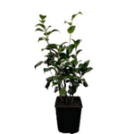 Camellia Kramers Supreme 7 Gallon Plant Japonica Kramer Flower Outdoor Live Plant Ho7