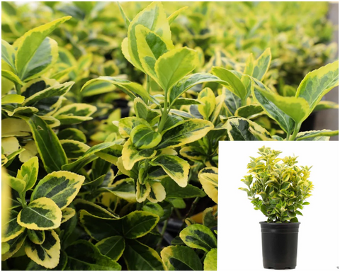 Euonymus Fortunei Canadale Gold 3Gallon Plant Euonymus Japonica Palnt Shrubs Live Plant Ho7
