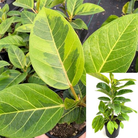 Ficus Altissima Yellow Gem 6 Inches Lofty Fig Plant Indoor Live Plant Pr7