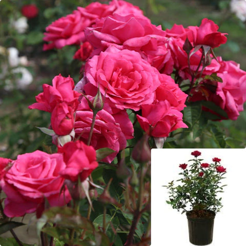 Rosa Bush Electron 5Gallon Plant Rose Plant Electron Hybrid Tea Rose Plant Flower Live Plant Gr7