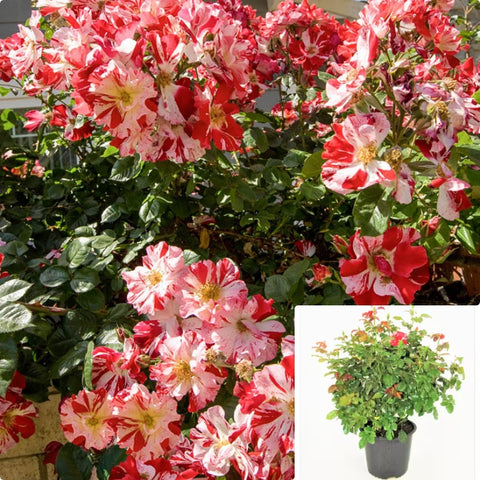 Rosa Bush Fourth Of July 5Gallon Plant Fourth Of July Climbing Rose Plant Butterfly Bush Plant Flower Live Plant Gr7