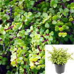 Succulent Drought Tolerant Elephant Bush Portulacaria Afra Elephant Succulent Drought Tolerant 6Inches Pot Live Plant Ht