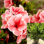 Azalea Encore Sunburst 3 Gallon Pink Encore Azalea Live Plant Outdoor Gr7